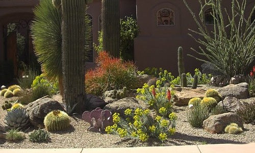 cactus residential plants xeriscaping landscape design scottsdale phoenix tempe mesa chandler az